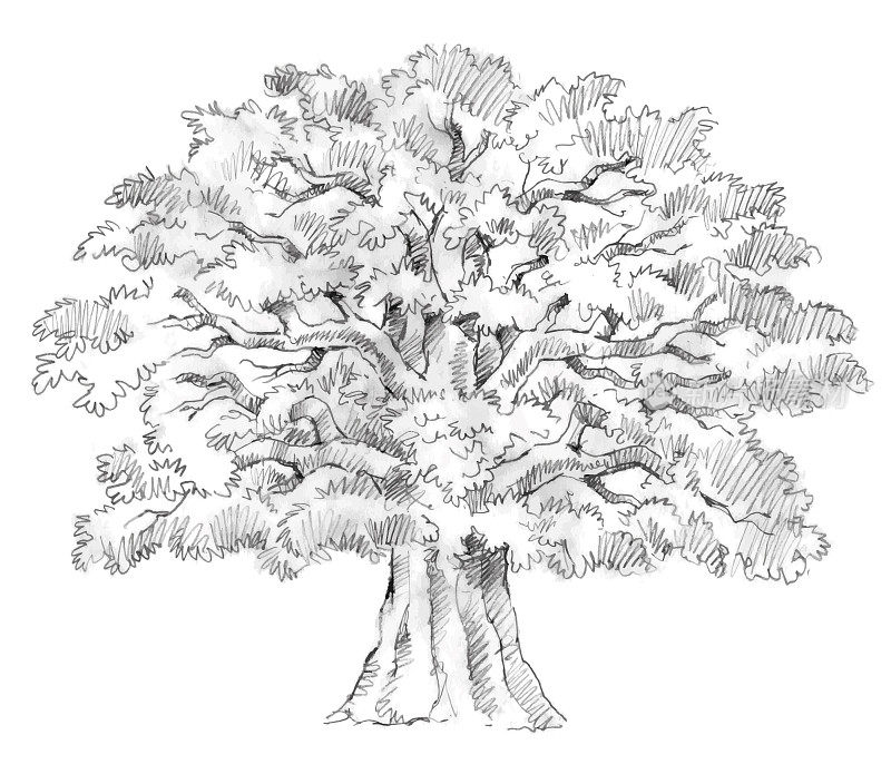 Tree pencil sketch illustration